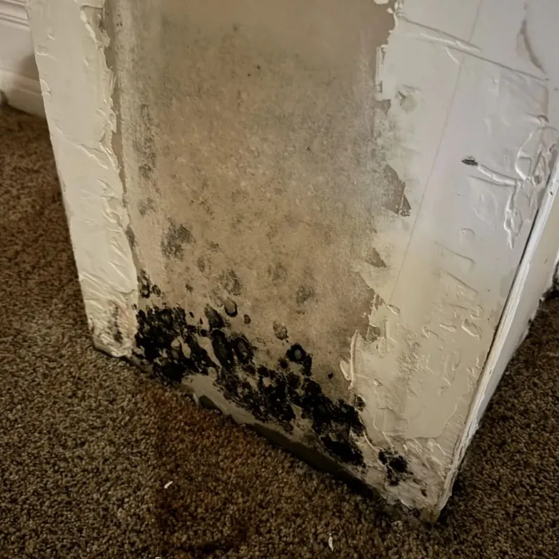 Professional Mold Removal in Winnebago County, IL